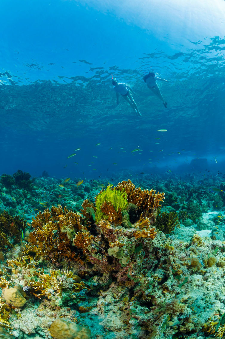 Snorkeling Menjangan